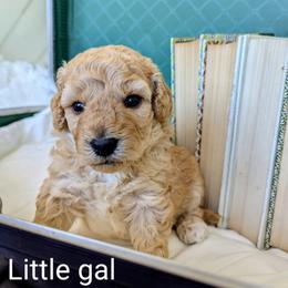 Poodle All Grown Up from Topline Poodles