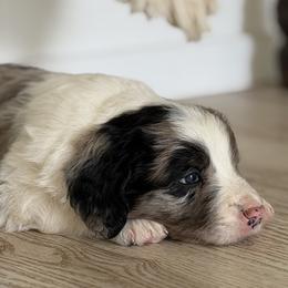 Pringles - Blue merle male Bordoodle puppy in Shelton, Washington from Prophecy Kennels
