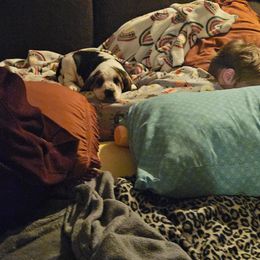 Basset Hound Puppies from Bad and Boujee Basset Hounds