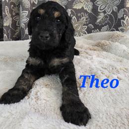 Theo - Phantom male Poodle puppy in New York from Powder Puff Poodles