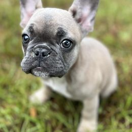 French Bulldogs from Playbill French Bulldogs