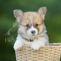 Yellow Collar - Fluffy - Red male Pembroke Welsh Corgi puppy in Terrell, Texas from Brynwood Pembroke Welsh Corgis
