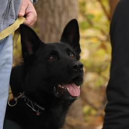 German Shepherd All Grown Up from Vom Eisengeist German Shepherds
