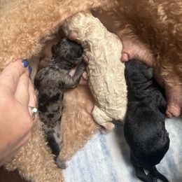 Goldendoodle puppies from Southern Grace Acres
