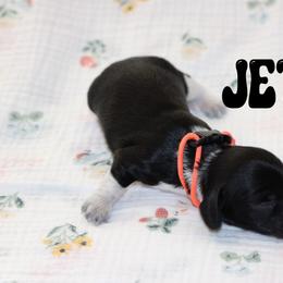 Jett - Piebald male Dachshund puppy in Staley, North Carolina from Langley Farms Dachshunds