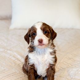 Cupid - Red  female Goldendoodle puppy in Sallisaw, Oklahoma from Huddle Puppies