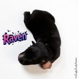RAVEN-Black Tri Female - Black tri-color female Australian Shepherd puppy in Gainesville, Texas from Lady Luck Aussies