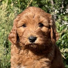 Blue Female - Apricot female Goldendoodle puppy in Great Falls, Montana from Montana Goldendoodles