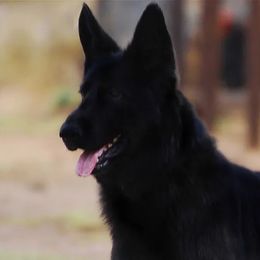 Uly - German Shepherd