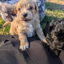 Duke - Cafe au lait male Maltipoo puppy in Boston, Kentucky from MountCarmelPuppies