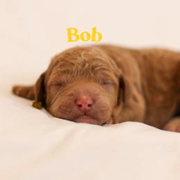 Bob - Red  male Goldendoodle puppy in College Station, Texas from Em & El Doodles