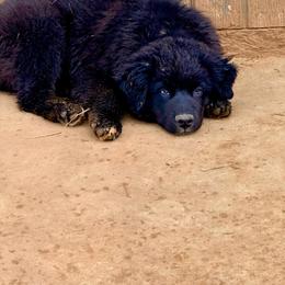 Shadow - Black & white male Australian Shepherd puppy in Mineral Wells, Texas from A6 Australian Shepards