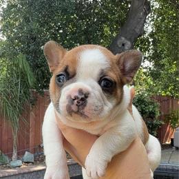 Hawthorne - Fawn male French Bulldog puppy in Galt, California from The three little frenchies