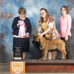 Caucasian Shepherd Dog Puppies from Sila V Krovi