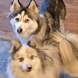 Pomskies from Jill's Pomskies