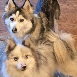 Pomskies from Jill's Pomskies