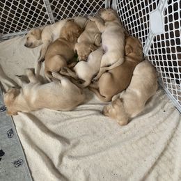Labrador Retriever Puppies from County Line Gun Dogs