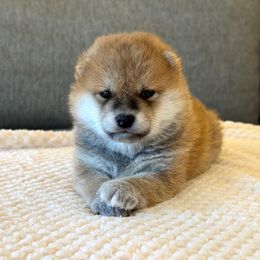 Asuka - Red female Shiba Inu puppy in Houston, Texas from Sakura Blossom Shibas