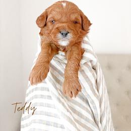 Teddy - Red  male Goldendoodle puppy in Vancouver, Washington from Pnwfamilydoodles