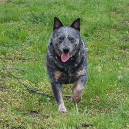 Nikki - Australian Cattle Dog