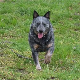 Nikki - Australian Cattle Dog