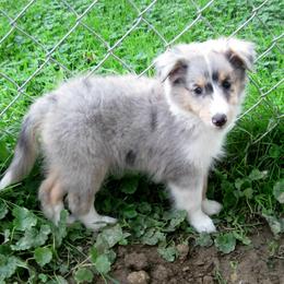 Shetland Sheepdog Puppies from Fancypants Shetland Sheepdogs