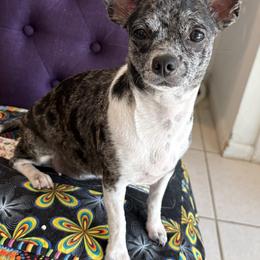 Raven - Merle female Chihuahua puppy in Collier County, Florida from Star Catcher Pups