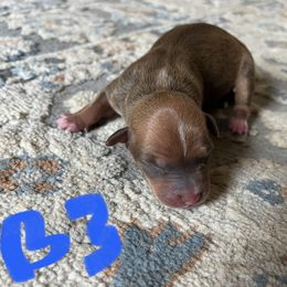 Boy 3 - Red white and sable male Rat Terrier puppy in Red Bluff, California from Sugar Baby Bostons