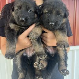 Puppy 2 - Black and red female German Shepherd puppy in Humboldt, Iowa from Valiant Shepherds