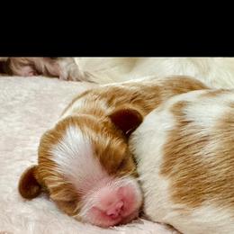 Boy 1 - Blenheim male Cavalier King Charles Spaniel puppy in Kalama, Washington from Beautiful Cavaliers