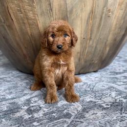 Kyra (must live within 150 miles of St George Utah) - Red  female Goldendoodle puppy in St George, Utah from Doodle Bears of Southern Utah