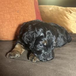 Gorgeous Stormy (Girl) - Black white and tan female Springerdoodle puppy in Tempe, Arizona from Springerdoodles Plus AZ
