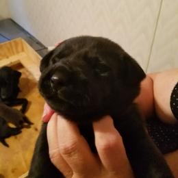 Boy 3 - Black male Labrador Retriever puppy in Philadelphia, Mississippi from Pearl River Retrivers