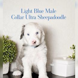 Blue collar - Blue merle and white male Sheepadoodle puppy in Mesa, Arizona from Desert Sheepies and Doodles