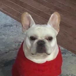 French Bulldogs from Twisted Oak Frenchies