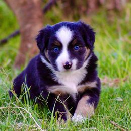 Miniature Australian Shepherds from Walkin T Mini and Toy Aussies