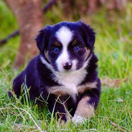 Miniature Australian Shepherds from Walkin T Mini and Toy Aussies