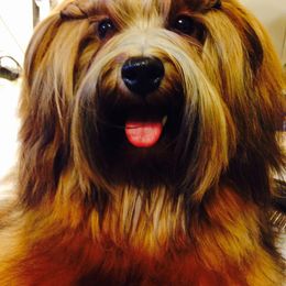 Havanese All Grown Up from HINZ-N-CO Havanese