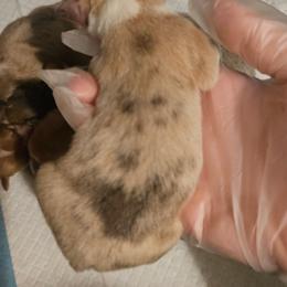 Boy 1 - Red male Pembroke Welsh Corgi puppy in Tomball, Texas from Larsen Loved Corgis