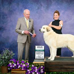 Lobo - Great Pyrenees