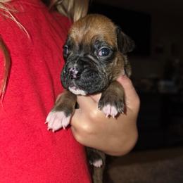 Girl 1 - Fawn female Boxer puppy in Caspian, Michigan from Andrus Family Boxers