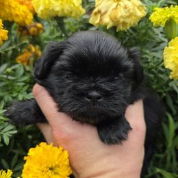 Black Boy - Black male Shih Tzu puppy in Vinita, Oklahoma from Locust Creek Shih Tzu & Havanese