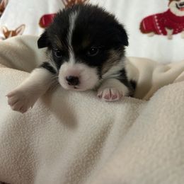 James Dean - Black and tan male Pembroke Welsh Corgi puppy in Louisburg, North Carolina from Lucky Penny Corgis
