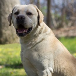 Labrador Retrievers from Crest Kennels