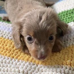 Dachshund Puppies from Meldox