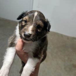 Green - White and sable male Shetland Sheepdog puppy in Fontanelle, Iowa from Jensen Farms Shelties
