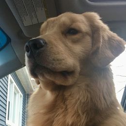 Golden Retriever and Siberian Husky All Grown Up from Nevani Goldens