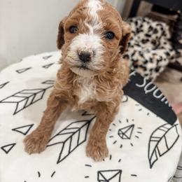 Paul - Red  male Poodle puppy in Saint George, Utah from Oodles of Poodles