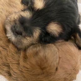 Schnoodle Puppies from Noodle Tings Puppies