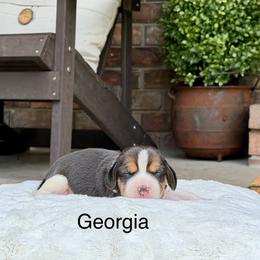 Georgia - Black tan and white female Beagle puppy in Mansfield, Missouri from Rippee Creek Kennel